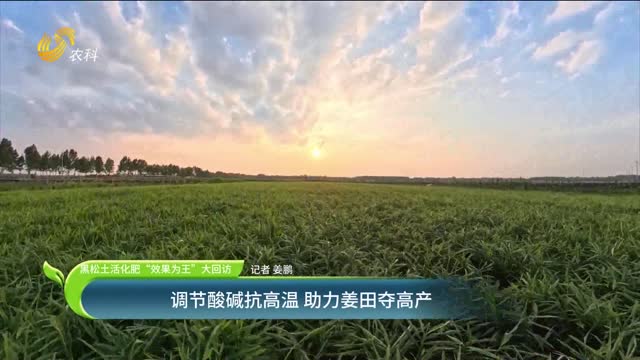 【黑松土活化肥 “效果為王”大回訪】調(diào)節(jié)酸堿抗高溫 助力姜田奪高產(chǎn)