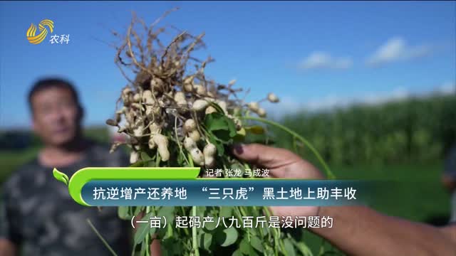 抗逆增產(chǎn)養(yǎng)地 “三只虎”黑土地上助豐收