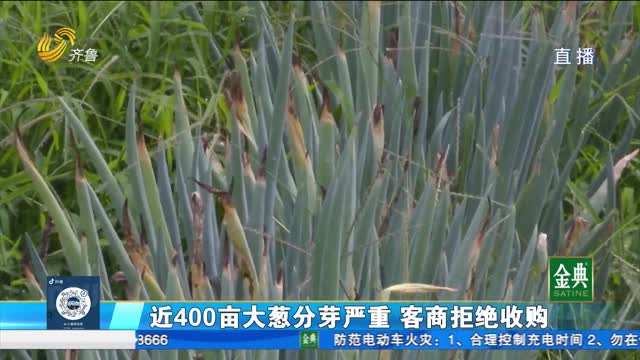 大蔥根部疑似病變 什么原因？