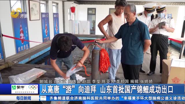 从高唐“游”向迪拜 山东首批国产锦鲤成功出口