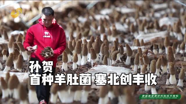 【羊肚菌產業榜樣人物】孫賀：首種羊肚菌 塞北創豐收