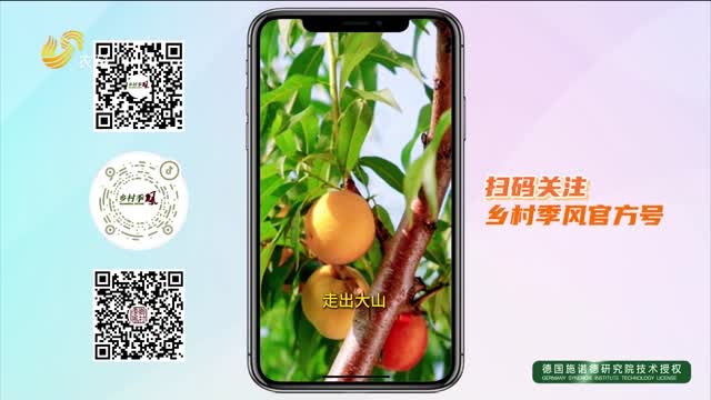 【蒙陰?中國桃鄉 2025蜜桃成熟季】夫妻攜手扎根小院 電商助農星火燎原