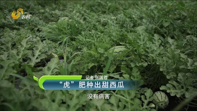 【三只虎 大肥力】“虎”肥種出甜西瓜