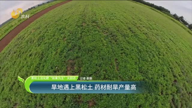 【黑松土活化肥 “效果為王”大回訪】旱地遇上黑松土 藥材耐旱產(chǎn)量高