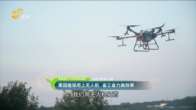 【蘋果姐打卡百家蘋果園】果園植保用上無人機(jī) 省工省力高效率