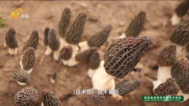 【羊肚菌產(chǎn)業(yè)榜樣人物】從種植戶到技術(shù)員的華麗轉(zhuǎn)身 ?
