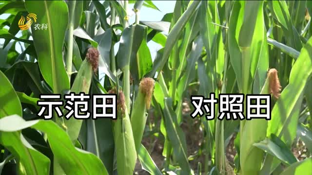 【黑松土活化肥 “效果為王”大回訪】黑松土抗旱穩(wěn)產(chǎn)“顯身手”