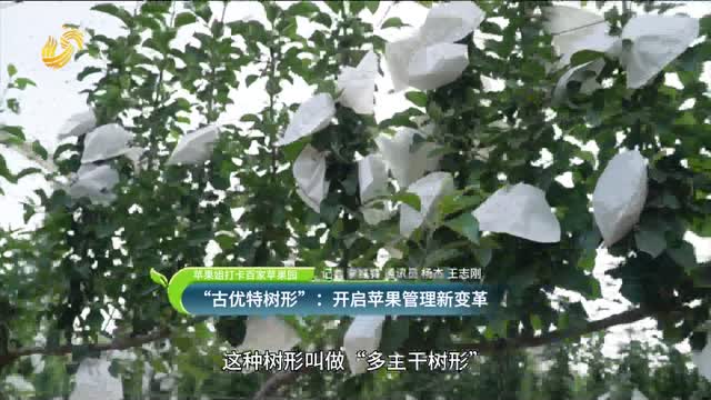 “古優(yōu)特樹形”：開(kāi)啟蘋果管理新變革