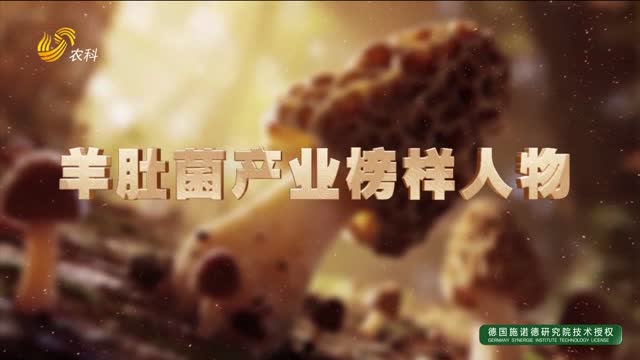 【羊肚菌產業榜樣人物】王飛飛：初次試種就成功 現在“后悔種少了”