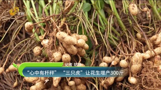 “心中有杆秤” “三只虎”让花生增产300斤