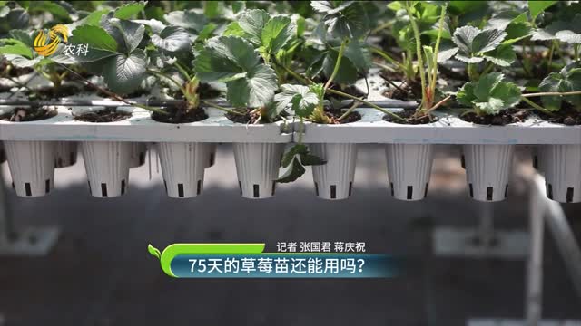 75天的草莓苗还能用吗？