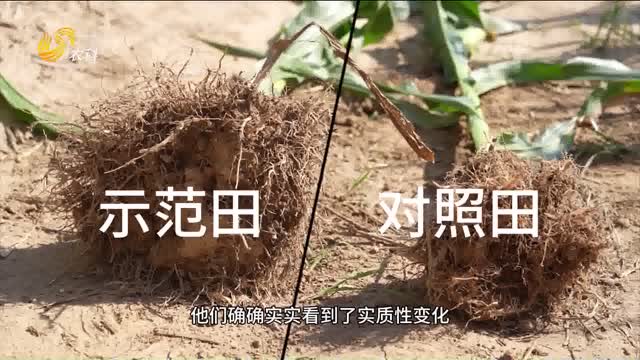 【黑松土活化肥 “效果为王”大回访】逆境玉米夺高产 预计亩收两千斤