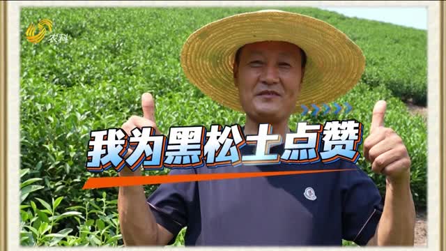 【黑松土活化肥 “效果為王”大回訪】黑松土 讓老茶園“脫胎換骨”