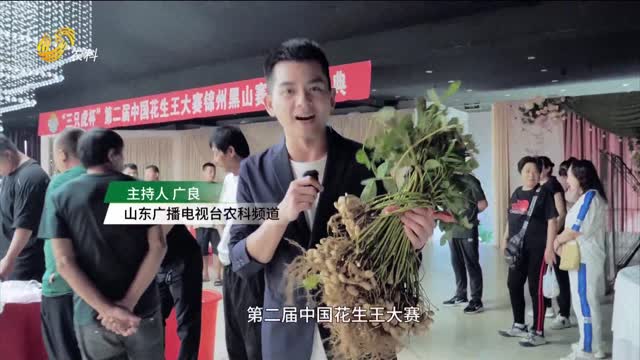 【2025“三只虎杯”中國(guó)花生王大賽】遼寧黑山：“三只虎”助力花生減病奪高產(chǎn)