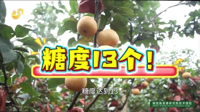 急寻客商！平度万亩优质秋月梨成熟了！