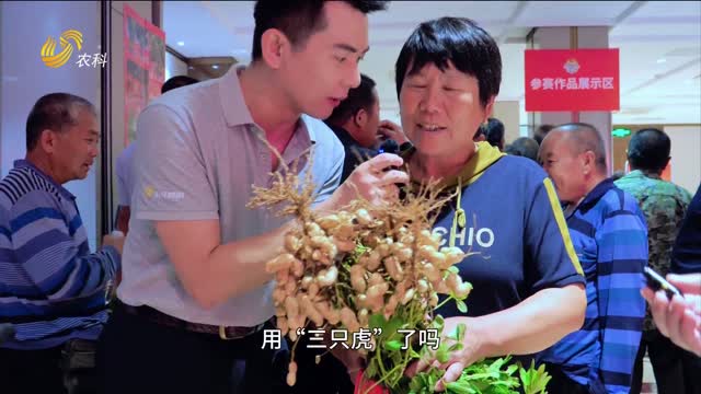 【2025“三只虎杯”中國花生王大賽】品質(zhì)產(chǎn)量雙提升 海陽(yáng)花生王上演強強對決