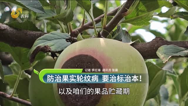 防治果實(shí)輪紋病 要治標治本