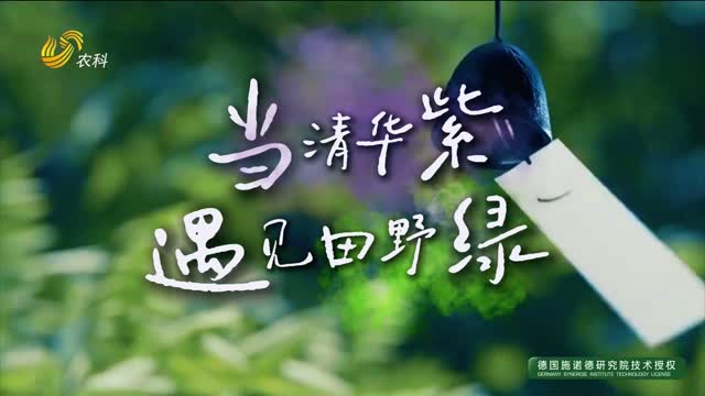 當“清華紫”遇見(jiàn)“田野綠”：青春在陽(yáng)谷大地寫(xiě)詩(shī)