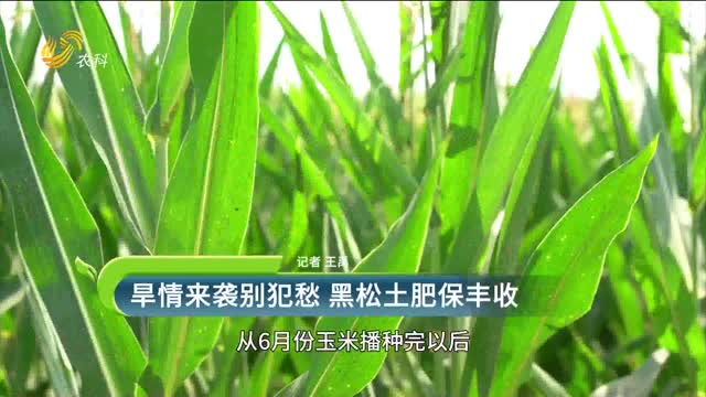 【黑松土活化肥 “效果為王”大回訪(fǎng)】旱情來(lái)襲別犯愁 黑松土肥保豐收