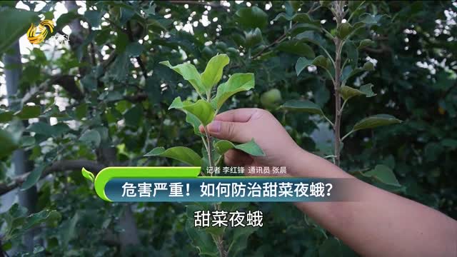 危害嚴重！甜菜夜蛾如何防治 