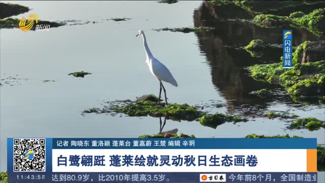 白鹭翩跹 蓬莱绘就灵动秋日生态画卷
