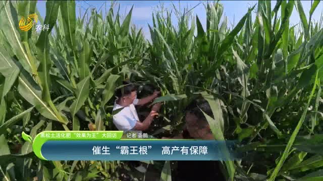 【黑松土活化肥 “效果為王”大回訪(fǎng)】催生“霸王根” 高產(chǎn)有保障