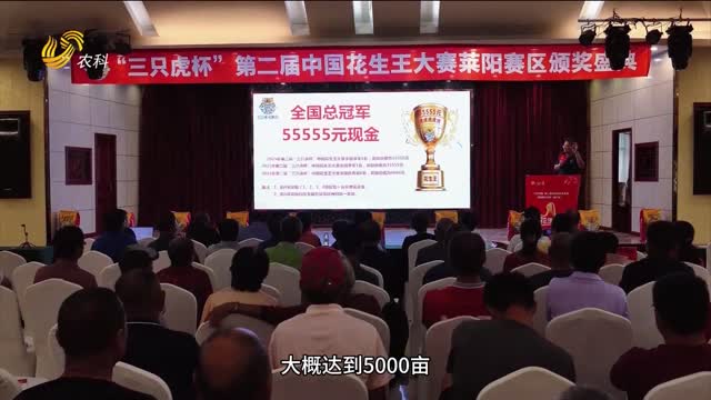 【2025“三只虎杯”中國花生王大賽】萊陽(yáng)賽區：花生品質(zhì)好 產(chǎn)量高