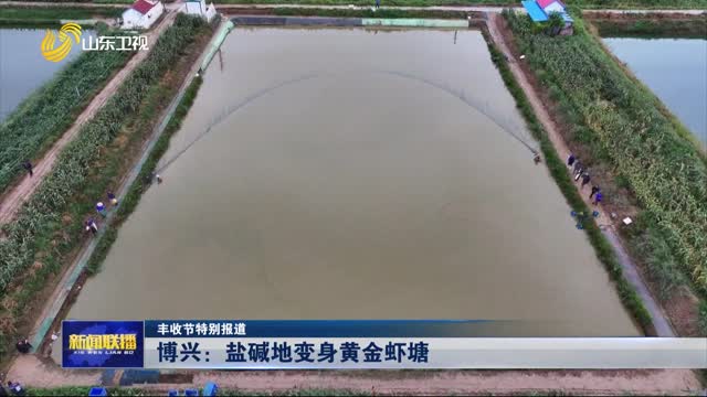 博兴：盐碱地变身黄金虾塘【丰收节特别报道】