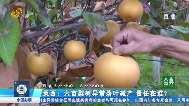 萊西：6畝梨樹異常落葉減產 責任在誰？