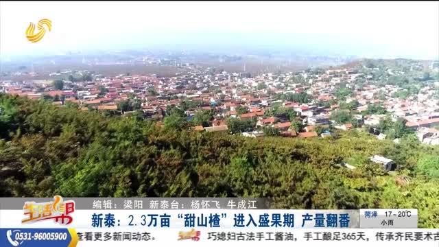 新泰：2.3萬(wàn)畝“甜山楂”進(jìn)入盛果期?產(chǎn)量翻番