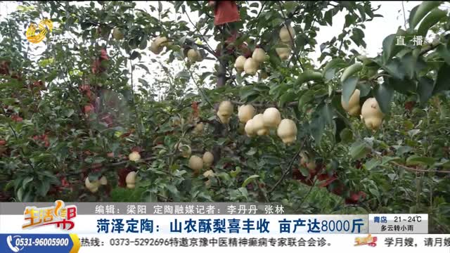 菏泽定陶：山农酥梨喜丰收 亩产达8000斤