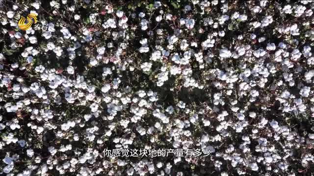 【史丹利·星光農場】套餐施肥 戈壁灘種出高產棉田
