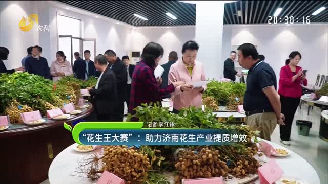 “花生王大賽”：助力濟南花生產業提質增效