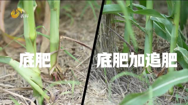 “底肥+追施”組合拳 黑松土方案塑造玉米優異長勢