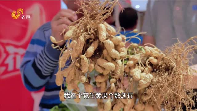 【2025“三只虎杯”中國花生王大賽】品質產量雙提升 海陽花生王上演強強對決