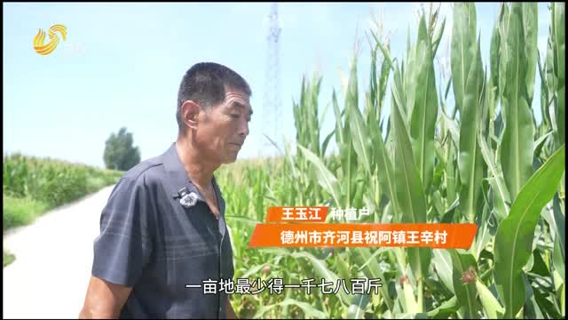 拒絕肥效“中場休息” 黑松土讓玉米全程“飽餐”