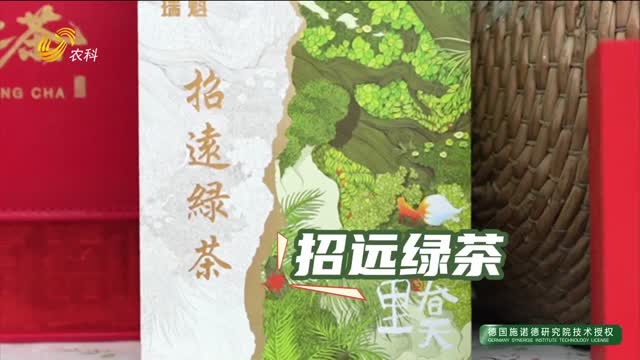 【2025年中國農民豐收節】北緯37度“雪窩茶” 冷資源孕育熱茶味