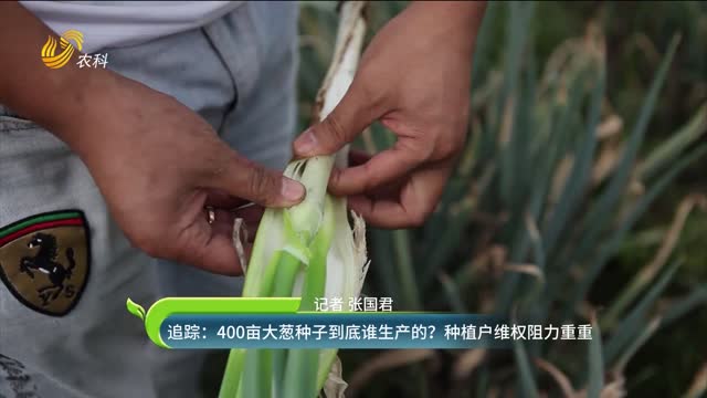 追蹤：400畝大蔥種子到底誰(shuí)生產(chǎn)的？種植戶(hù)維權阻力重重