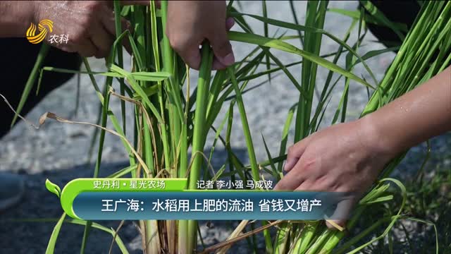 【史丹利·星光農(nóng)場(chǎng)】王廣海：水稻用上肥的流油 省錢(qián)又增產(chǎn)