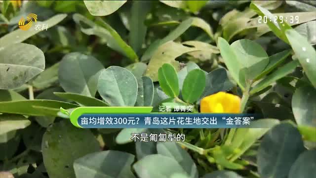 畝均增效300元？青島這片花生地交出“金答案”