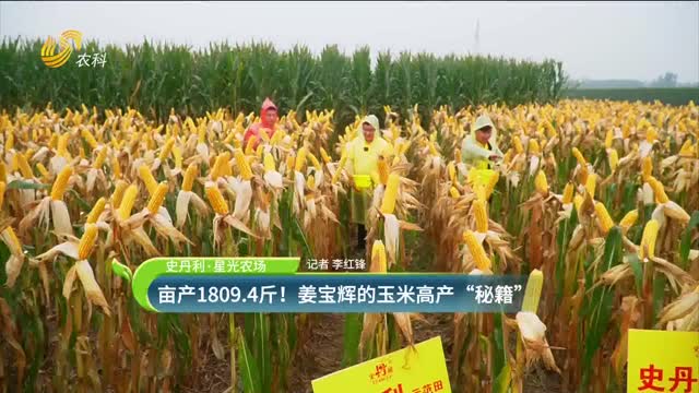 【史丹利·星光農(nóng)場(chǎng)】畝產(chǎn)1809.4斤！姜寶輝的玉米高產(chǎn)“秘籍”