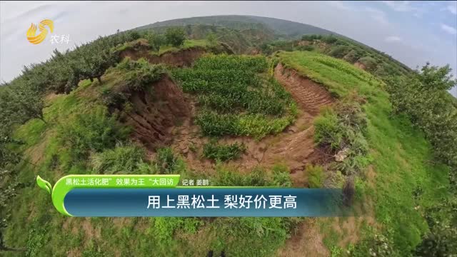 【黑松土活化肥 “效果為王”大回訪(fǎng)】用上黑松土 梨好價(jià)更高