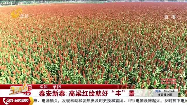 泰安新泰：高粱红绘就好“丰”景