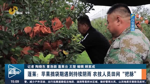 蓬莱：苹果摘袋期遇到持续阴雨 农技人员田间“把脉”
