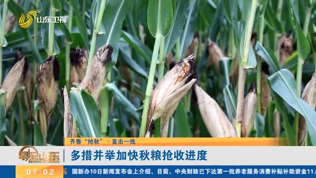 【齐鲁“抢秋”·直击一线】多措并举加快秋粮抢收进度
