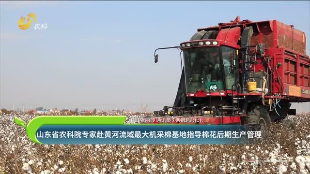 山东省农科院专家赴黄河流域最大机采棉基地指导棉花后期生产管理