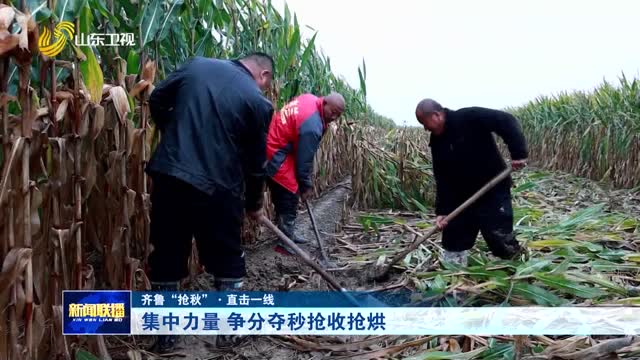 集中力量 爭分奪秒搶收搶烘【齊魯“搶秋”·直擊一線】