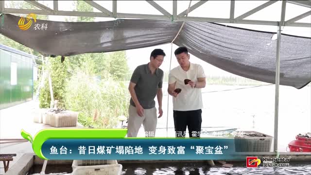 鱼台：昔日煤矿塌陷地 变身致富“聚宝盆”