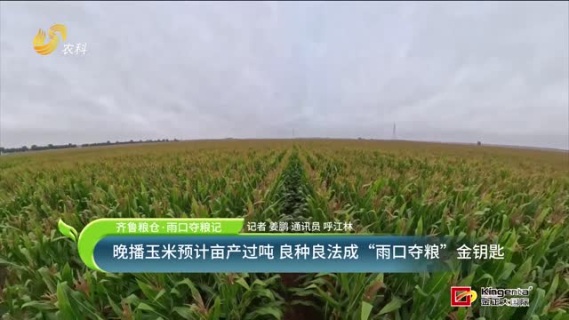 【齐鲁粮仓·雨口夺粮记】晚播玉米预计亩产过吨 良种良法成“雨口夺粮”金钥匙