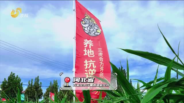 姜胖色亮根系壯 佐田氏大姜套餐贏口碑